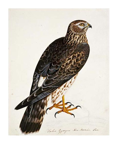 Rev. Christopher Atkinson Fine Art Open Edition Gicl&eacute;e:"Falco Pygargus, Hen-Harrier, Fem"