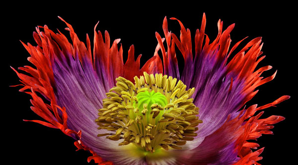 Richard Reynolds 20 x 36 Signed - Museum Wrapped Giclee on Canvas:"Poppy Drama Queen 2"
