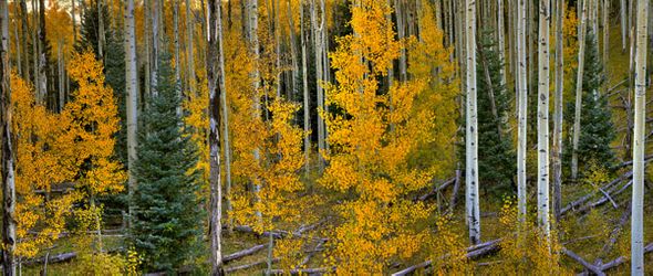 Richard Reynolds 20 x 48 Open Edition Signed Giclee on Canvas:"Quaking Aspen Trees"