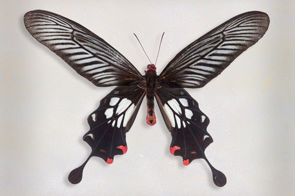 Richard Reynolds 24 x 36 Museum Wrapped Giclee on Canvas Open:"Common Clubtail"