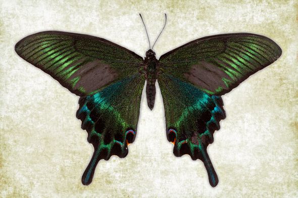 Richard Reynolds 24 x 36 Signed - Museum Wrapped Giclee on Canvas:"Alpine Black Swallowtail"