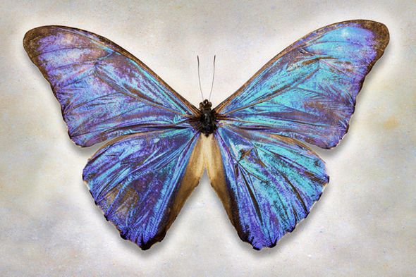 Richard Reynolds 24 x 36 Signed - Museum Wrapped Giclee on Canvas:"Aurora Morpho"
