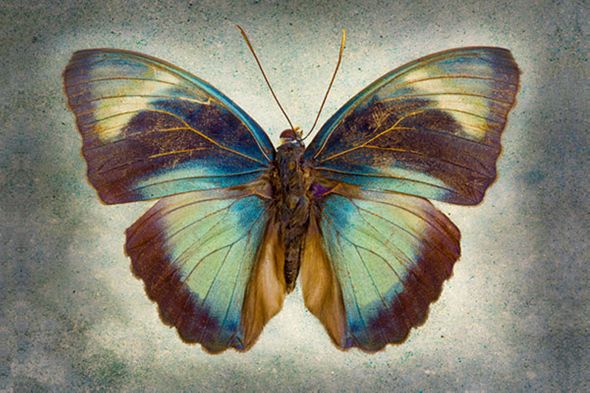 Richard Reynolds 24 x 36 Signed - Museum Wrapped Giclee on Canvas:"Brown Patch Ceres Forester"