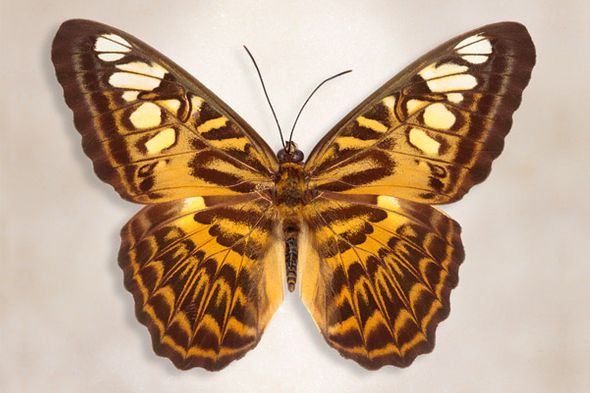 Richard Reynolds 24 x 36 Signed - Museum Wrapped Giclee on Canvas:"Clipper Butterfly"