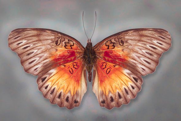 Richard Reynolds 24 x 36 Signed - Museum Wrapped Giclee on Canvas:"Common Red Glider"
