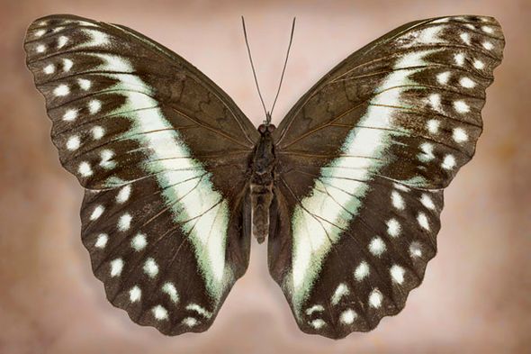 Richard Reynolds 24 x 36 Signed - Museum Wrapped Giclee on Canvas:"Cymothoe Oemilius"