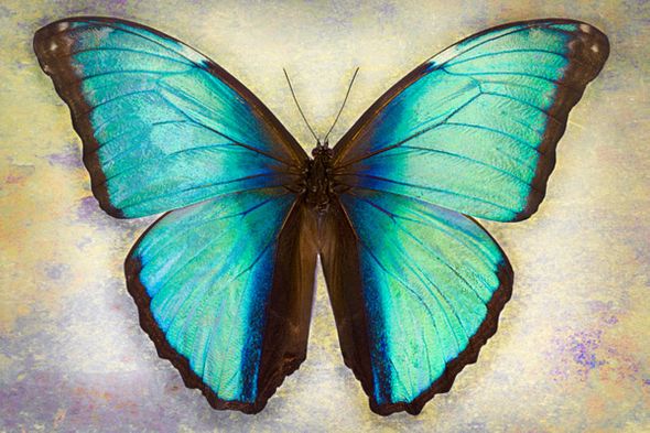 Richard Reynolds 24 x 36 Signed - Museum Wrapped Giclee on Canvas:"Deidamia Morpho 2"