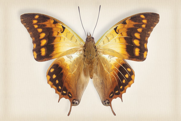 Richard Reynolds 24 x 36 Signed - Museum Wrapped Giclee on Canvas:"Green-Veined Emperor"