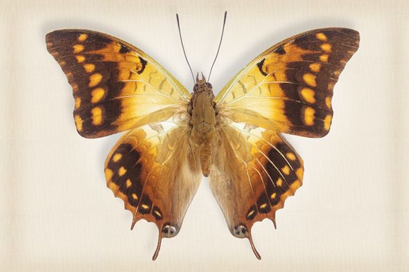 Richard Reynolds 24 x 36 Signed - Museum Wrapped Giclee on Canvas:"Green-Veined Emperor"