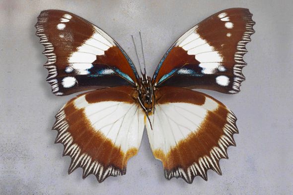 Richard Reynolds 24 x 36 Signed - Museum Wrapped Giclee on Canvas:"Madagascar Diadem"