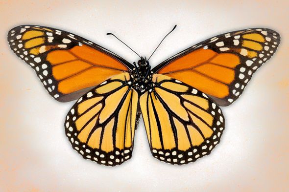 Richard Reynolds 24 x 36 Signed - Museum Wrapped Giclee on Canvas:"Monarch Butterfly"