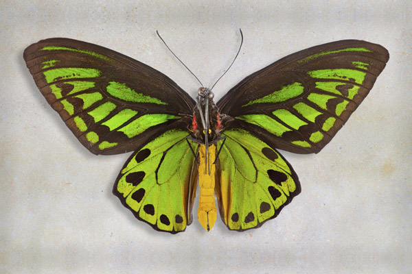 Richard Reynolds 24 x 36 Signed - Museum Wrapped Giclee on Canvas:"Priams Birdwing"