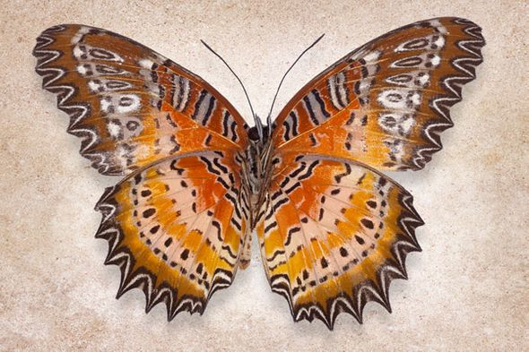 Richard Reynolds 24 x 36 Signed - Museum Wrapped Giclee on Canvas:"Red Lacewing"