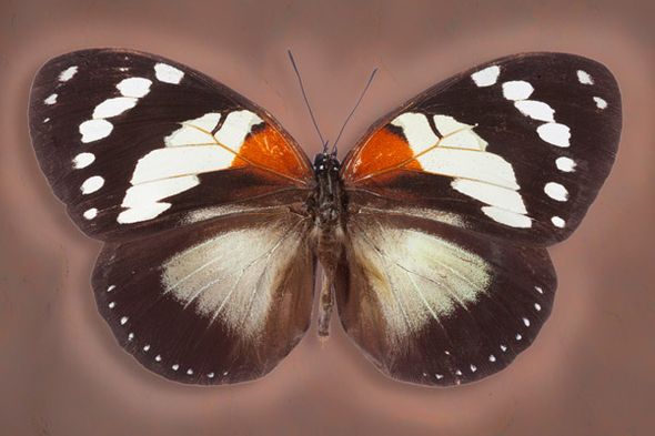 Richard Reynolds 24 x 36 Signed - Museum Wrapped Giclee on Canvas:"Trajans Forest Queen"