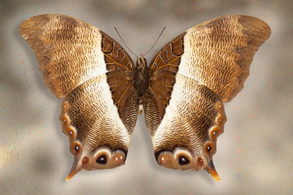 Richard Reynolds 24 x 36 Signed - Museum Wrapped Giclee on Canvas:"Usshers Palla"