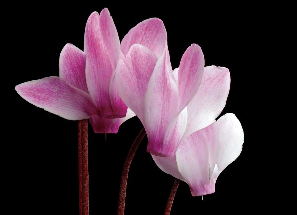 Richard Reynolds 26 x 36 Signed - Museum Wrapped Giclee on Canvas:"Hardy Cyclamen"
