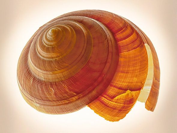 Richard Reynolds 27 x 36 Signed - Museum Wrapped Giclee on Canvas:"Bayerotrochus Teramachi"