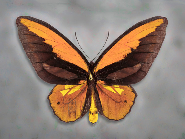 Richard Reynolds 27 x 36 Signed - Museum Wrapped Giclee on Canvas:"Wallaces Golden Birdwing"