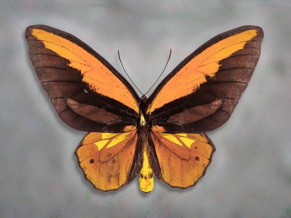 Richard Reynolds 27 x 36 Signed - Museum Wrapped Giclee on Canvas:"Wallaces Golden Birdwing"