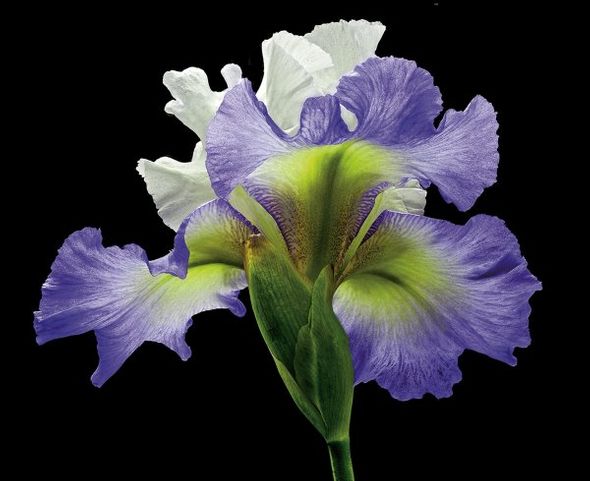 Richard Reynolds 29 x 36 Signed - Museum Wrapped Giclee on Canvas:"Tall Bearded Iris - Alizes"