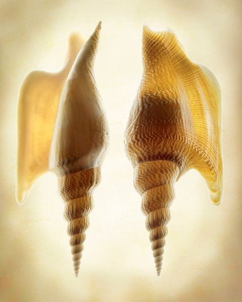 Richard Reynolds 30 x 24 Signed - Museum Wrapped Giclee on Canvas:"Listers Conch 2"