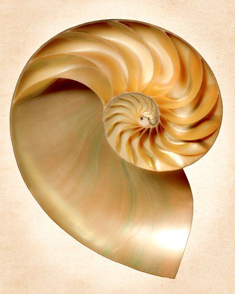 Richard Reynolds 30 x 24 Signed - Museum Wrapped Giclee on Canvas:"Nautilus Section"