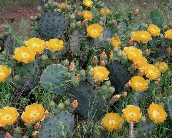 Richard Reynolds 32 x 40 Open Edition Giclee on Canvas:"Englemann's Prickly Pear"
