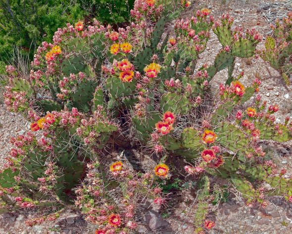 Richard Reynolds 32 x 40 Open Edition Signed Giclee on Canvas:"Prickly Pear Cactus"