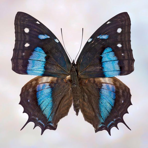 Richard Reynolds 36 x 36 Signed - Museum Wrapped Giclee on Canvas:"Baeotus Baeotus"