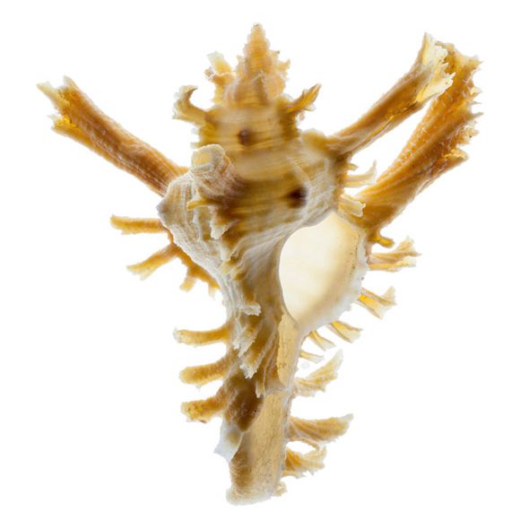 Richard Reynolds 36 x 36 Signed - Museum Wrapped Giclee on Canvas:"Banks Murex 2"