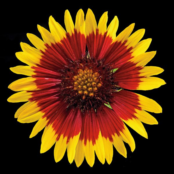 Richard Reynolds 36 x 36 Signed - Museum Wrapped Giclee on Canvas:"Blanketflower"