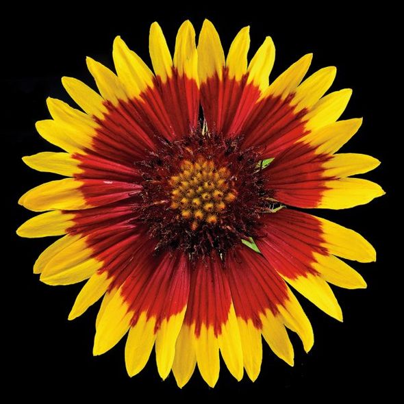Richard Reynolds 36 x 36 Signed - Museum Wrapped Giclee on Canvas:"Blanketflower"
