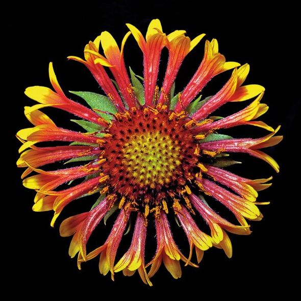 Richard Reynolds 36 x 36 Signed - Museum Wrapped Giclee on Canvas:"Blanketflower - Fanfair"