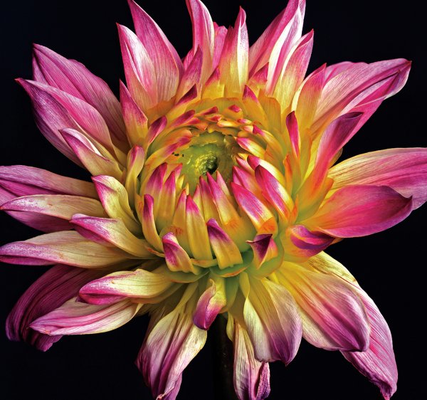 Richard Reynolds 36 x 36 Signed - Museum Wrapped Giclee on Canvas:"Dahlia 1"