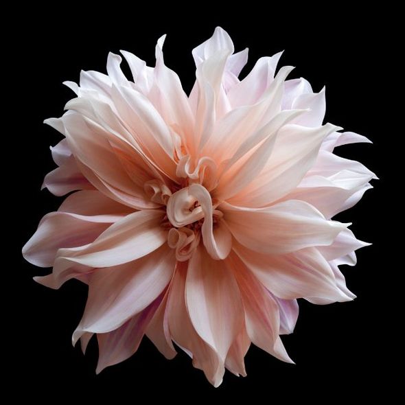 Richard Reynolds 36 x 36 Signed - Museum Wrapped Giclee on Canvas:"Dahlia 5"