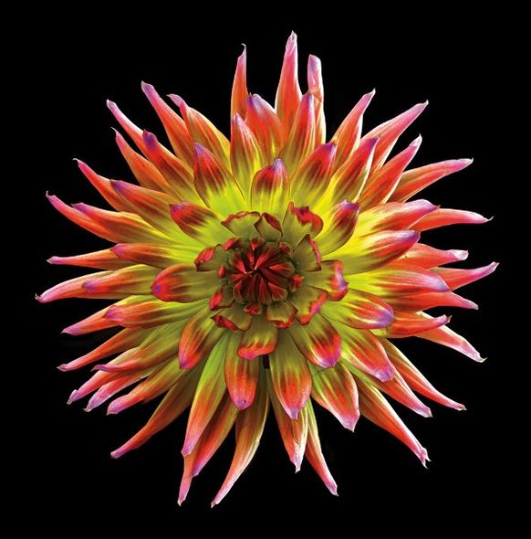Richard Reynolds 36 x 36 Signed - Museum Wrapped Giclee on Canvas:"Dahlia - Tahiti Sunrise"