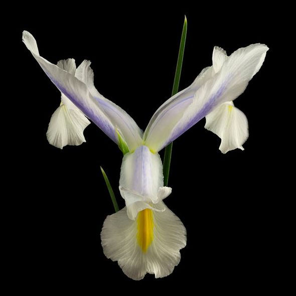 Richard Reynolds 36 x 36 Signed - Museum Wrapped Giclee on Canvas:"Dutch Iris 2"