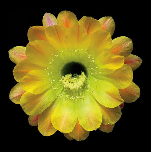 Richard Reynolds 36 x 36 Signed - Museum Wrapped Giclee on Canvas:"Echinopsis Cactus Hybrid - Daydream"