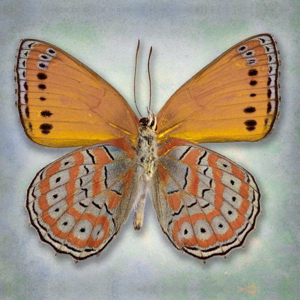 Richard Reynolds 36 x 36 Signed - Museum Wrapped Giclee on Canvas:"Harlequin Butterfly"