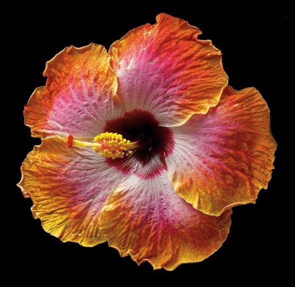 Richard Reynolds 36 x 36 Signed - Museum Wrapped Giclee on Canvas:"Hibiscus - Exotica"