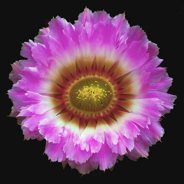 Richard Reynolds 36 x 36 Signed - Museum Wrapped Giclee on Canvas:"Lace Cactus"