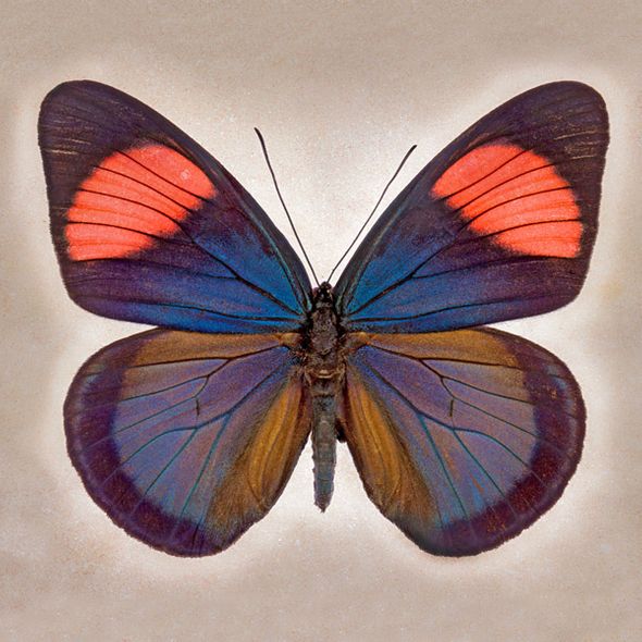 Richard Reynolds 36 x 36 Signed - Museum Wrapped Giclee on Canvas:"Painted Beauty"