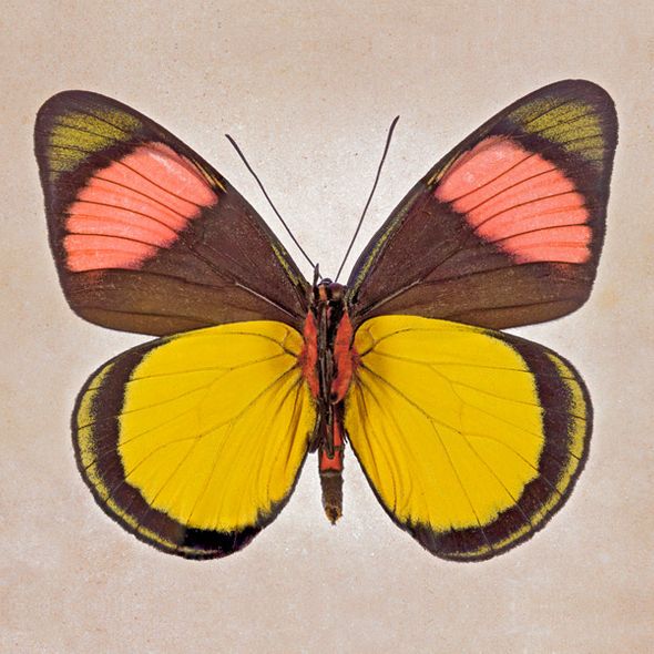 Richard Reynolds 36 x 36 Signed - Museum Wrapped Giclee on Canvas:"Painted Beauty underside"
