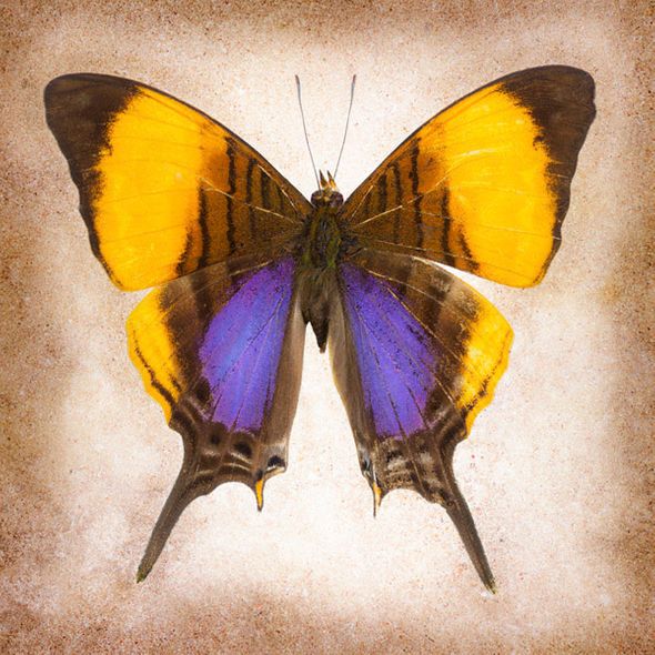 Richard Reynolds 36 x 36 Signed - Museum Wrapped Giclee on Canvas:"Pansy Daggerwing"