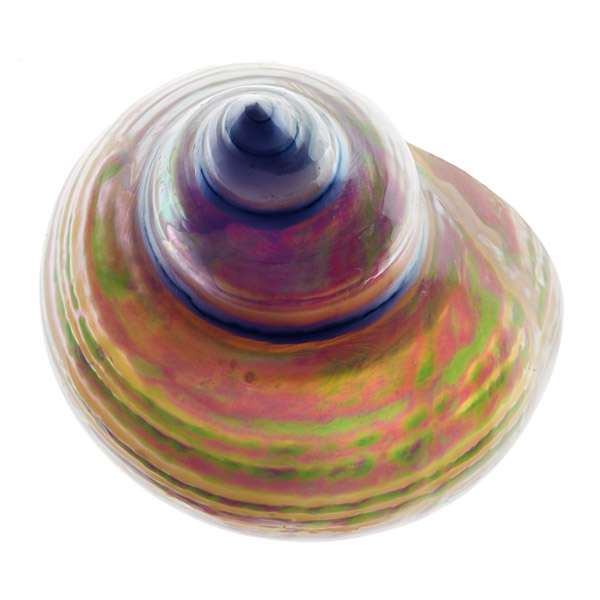 Richard Reynolds 36 x 36 Signed - Museum Wrapped Giclee on Canvas:"Pearl Turban Shell I"