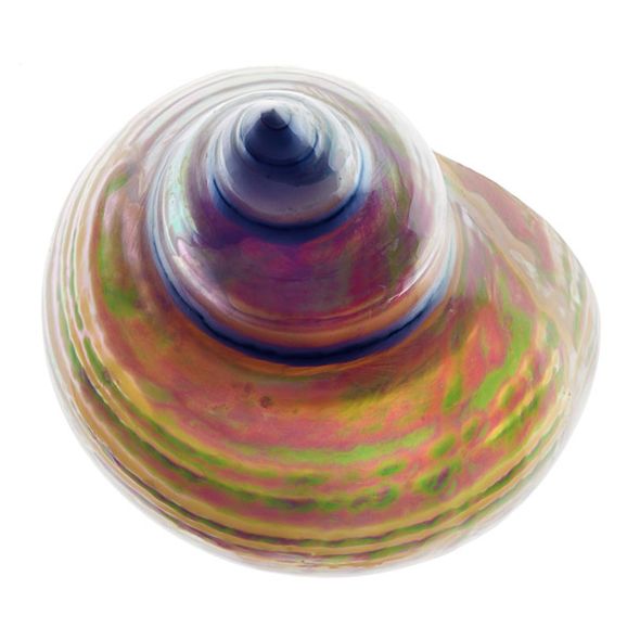 Richard Reynolds 36 x 36 Signed - Museum Wrapped Giclee on Canvas:"Pearl Turban Shell I"