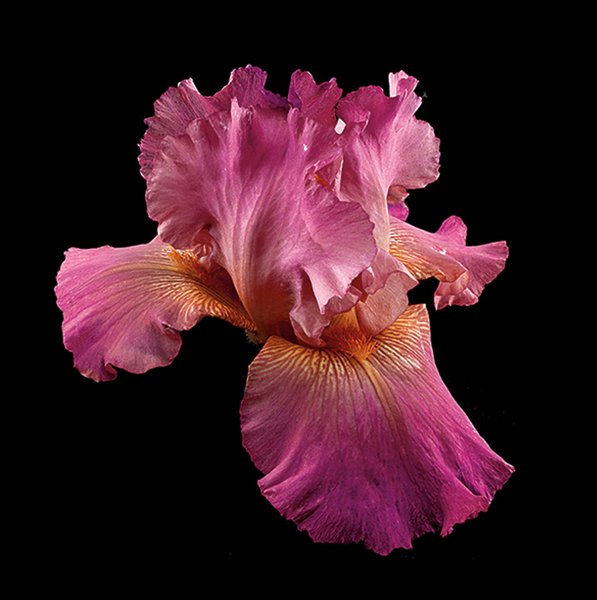 Richard Reynolds 36 x 36 Signed - Museum Wrapped Giclee on Canvas:"Tall Bearded Iris - Twice Thrilling"