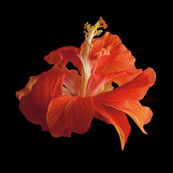 Richard Reynolds 36 x 36 Signed - Museum Wrapped Giclee on Canvas:"Tropical Hibiscus - Double Orange"