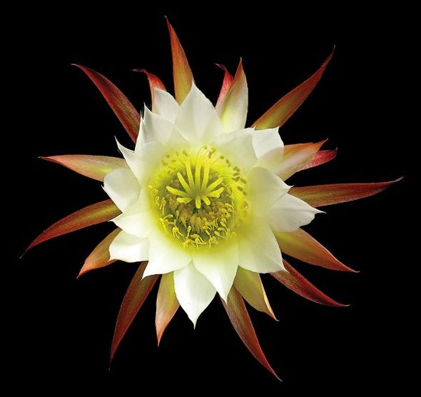 Richard Reynolds 36 x 36 Signed - Museum Wrapped Giclee on Canvas:"Unknown Echinopsis Cactus"