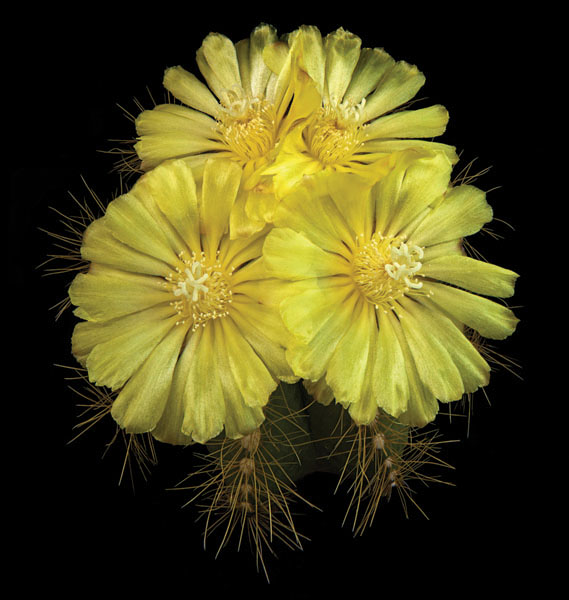 Richard Reynolds 38 x 36 Signed - Museum Wrapped Giclee on Canvas:"Parodia magnifica"